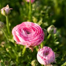 Attēlu rezultāti vaicājumam “Ranunculus brunnescens”