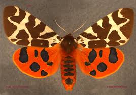 Attēlu rezultāti vaicājumam “Arctia caja”