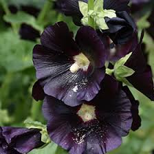 Image result for Alcea rosea nigra