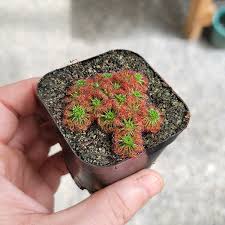 Image result for Drosera