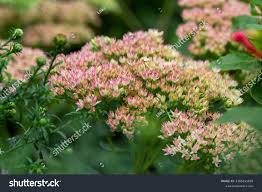 Image result for Chrysanthemum spectabile