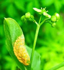 Attēlu rezultāti vaicājumam “Melampsora epitea”