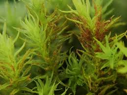 Attēlu rezultāti vaicājumam “Leucodon sciuroides”