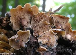 Attēlu rezultāti vaicājumam “Panellus stipticus”