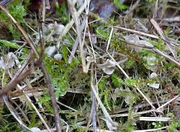 Attēlu rezultāti vaicājumam “Arrhenia retiruga”