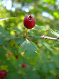 Attēlu rezultāti vaicājumam “Crataegus monogyna fruit”