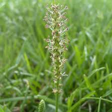 Attēlu rezultāti vaicājumam “Plantago major flower”