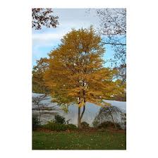 Attēlu rezultāti vaicājumam “Cercidiphyllum japonicum”