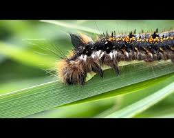 Attēlu rezultāti vaicājumam “Euthrix potatoria”