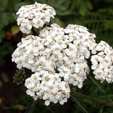 Attēlu rezultāti vaicājumam “Achillea millefolium bud”