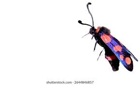 Attēlu rezultāti vaicājumam “Zygaenidae”