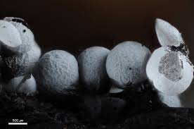 Attēlu rezultāti vaicājumam “Badhamia affinis sessile”