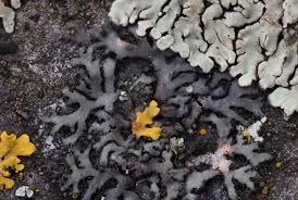 Attēlu rezultāti vaicājumam “Phaeophyscia orbicularis”