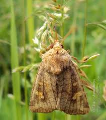Attēlu rezultāti vaicājumam “Amphipoea”