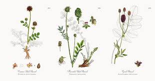 Attēlu rezultāti vaicājumam “Poterium sanguisorba”