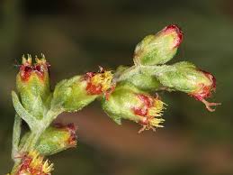 Attēlu rezultāti vaicājumam “Artemisia campestris bud”
