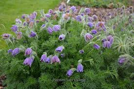 Attēlu rezultāti vaicājumam “Pulsatilla vulgaris”