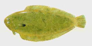 Image result for Solea solea