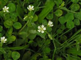 Attēlu rezultāti vaicājumam “Craterium minutum stalked”