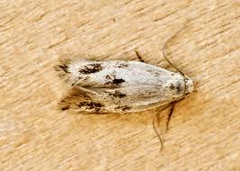 Attēlu rezultāti vaicājumam “Elachista maculicerusella”