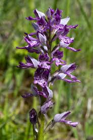 Attēlu rezultāti vaicājumam “Orchis militaris flower”
