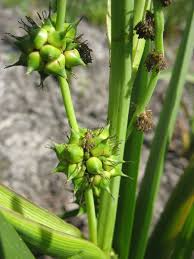 Attēlu rezultāti vaicājumam “Sparganium neglectum fruit”
