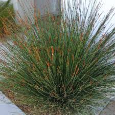 Attēlu rezultāti vaicājumam “Enteridium corticatum”