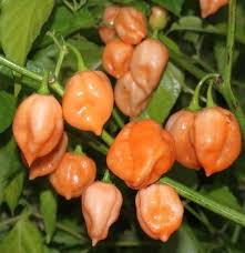 Afbeeldingsresultaat voor peach habanero hot pepper