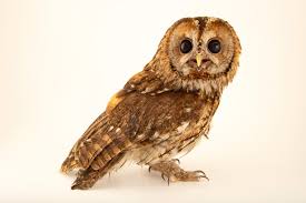 Image result for Strix aluco