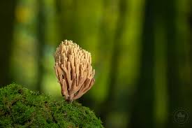 Attēlu rezultāti vaicājumam “Ramaria stricta”