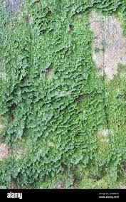 Attēlu rezultāti vaicājumam “Plagiothecium denticulatum”