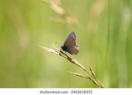 Attēlu rezultāti vaicājumam “Cyaniris semiargus male”