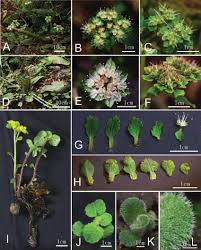 Attēlu rezultāti vaicājumam “Chrysosplenium alternifolium fruit”