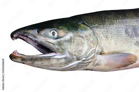 Image result for Oncorhynchus keta