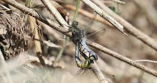 Attēlu rezultāti vaicājumam “Orthetrum cancellatum”