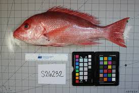 Image result for Lutjanus colorado