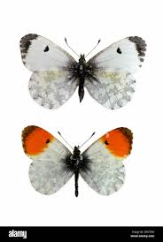 Attēlu rezultāti vaicājumam “Anthocharis cardamines underside”