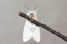 Attēlu rezultāti vaicājumam “Spilosoma lutea imago”