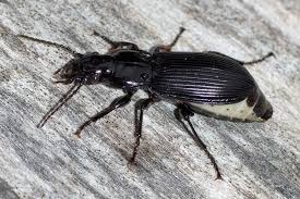 Attēlu rezultāti vaicājumam “Pterostichus melanarius”