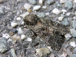 Attēlu rezultāti vaicājumam “Mamestra brassicae”