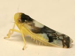 Attēlu rezultāti vaicājumam “Eupteryx vittata”