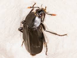 Attēlu rezultāti vaicājumam “Necrodes littoralis”