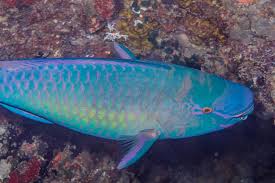 Image result for Scarus rubroviolaceus