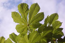 Attēlu rezultāti vaicājumam “Aesculus hippocastanum leaf”