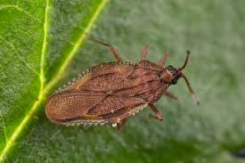 Attēlu rezultāti vaicājumam “Physatocheila smreczynskii”