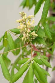 Attēlu rezultāti vaicājumam “Aesculus flava”