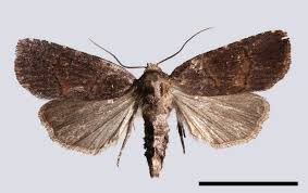 Attēlu rezultāti vaicājumam “Rusina ferruginea male”