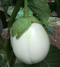 Afbeeldingsresultaat voor bianca a uovo eggplant