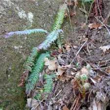 Attēlu rezultāti vaicājumam “Polystichum lonchitis”