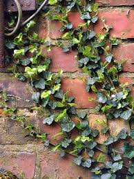 Attēlu rezultāti vaicājumam “Hedera helix”